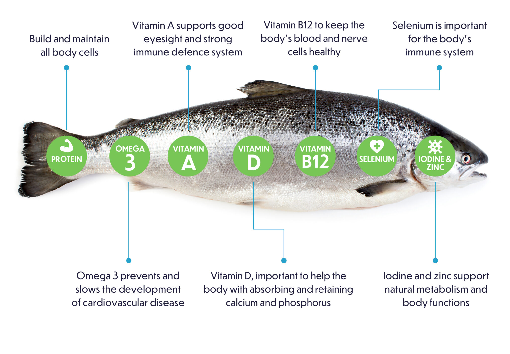 Discover Power Of Salmon Nutrition Facts And Tips Ocean Blue